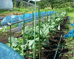 野菜宅配◆那須高原農場スノ･ハウス